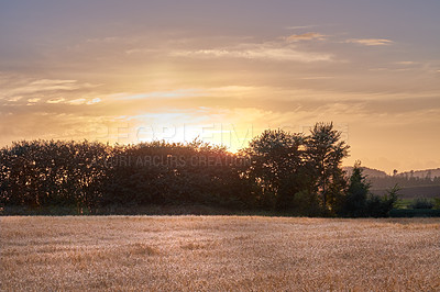 Buy stock photo Golden sunset over sustainable crops of wheat in an open agricultural field during harvest season on a farm with copy space. Stalks of dry grain cultivated on an organic farm in the countryside