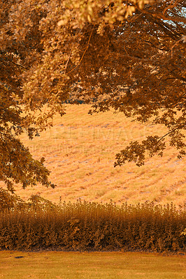 Buy stock photo The beautiful colors of autumn. Autumn forest.