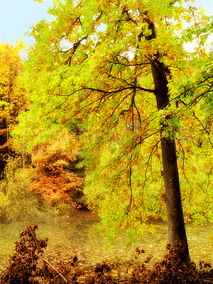 Buy stock photo The beautiful colors of autumn. Autumn forest.