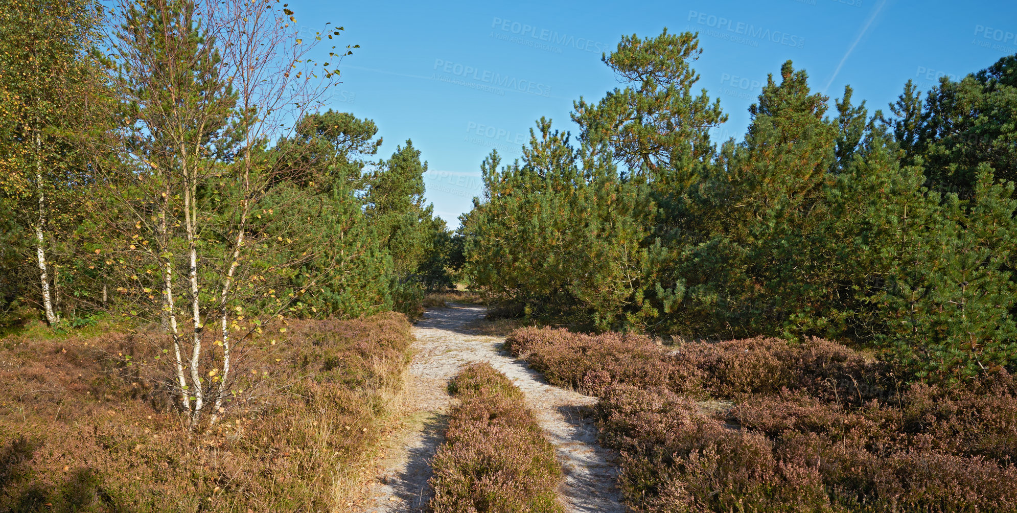 Buy stock photo Landscape view of a path in a lush green forest with trees in summer. A trail for walking, hiking, and adventure in a woodland in the countryside. Deserted and secluded woods with a walkway in nature