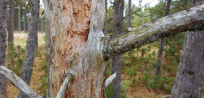 Buy stock photo Splinters, cracks and moss on big broken tree trunk in a park or forest outdoors. Wooden texture of chipped and sharp split bark on branches in a woods. Destruction to nature caused by deforestation