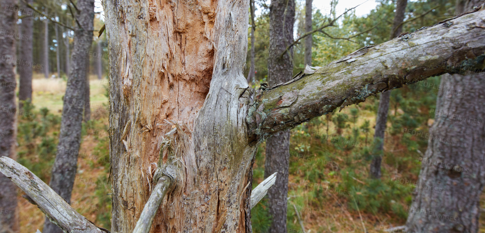 Buy stock photo Splinters, cracks and moss on big broken tree trunk in a park or forest outdoors. Wooden texture of chipped and sharp split bark on branches in a woods. Destruction to nature caused by deforestation