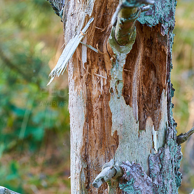 Buy stock photo Closeup of an old tree trunk in a forest in summer. Beautiful nature scenery of a branch or bark in an isolated woodland in the countryside. Zoom of a natural environment in the woods during the day