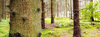 Buy stock photo Panorama of tree trunks in forest background during the day outside. Quiet magical woodland with greenery and wild grass between pine trees in nature. Mysterious landscape to explore for copy space