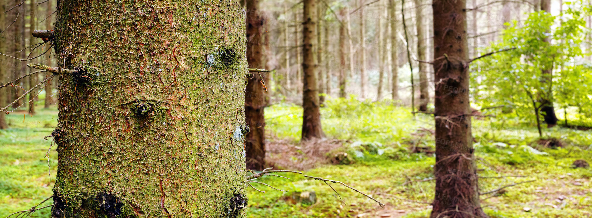 Buy stock photo Panorama of tree trunks in forest background during the day outside. Quiet magical woodland with greenery and wild grass between pine trees in nature. Mysterious landscape to explore for copy space