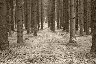 Buy stock photo Grayscale landscape of Autumn leafless trees in a forest with copy space. Nature view of many tree trunks and branches in a remote nature location. Wild woods with grassy meadow with vintage filter