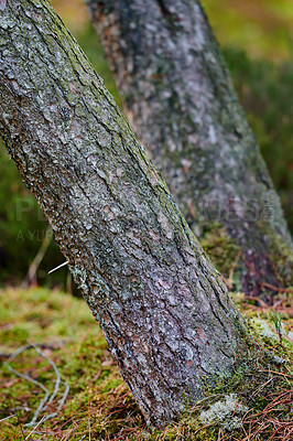 Buy stock photo Closeup of bark on old tree trunks in quiet forest or woods. Texture and detail of rough wood chipping from climate change, algae or moss. Dry weather and autumn season causing splitting and cracks