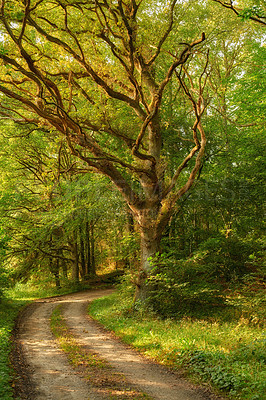 Buy stock photo A hidden path in a dense forest on a sunny summer morning. Fairy tale landscape with a trail through magical woods between old trees and plants on a spring day. A secret dirt roadway in nature