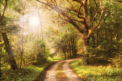 Buy stock photo Beautiful forest in Autumn with sunlight coming through trees. Calm, serene and natural woods with a magical walking path. Green plants all around on a warm fall day, perfect for relaxation 
