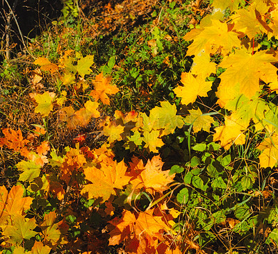 Buy stock photo Autumn - natural background