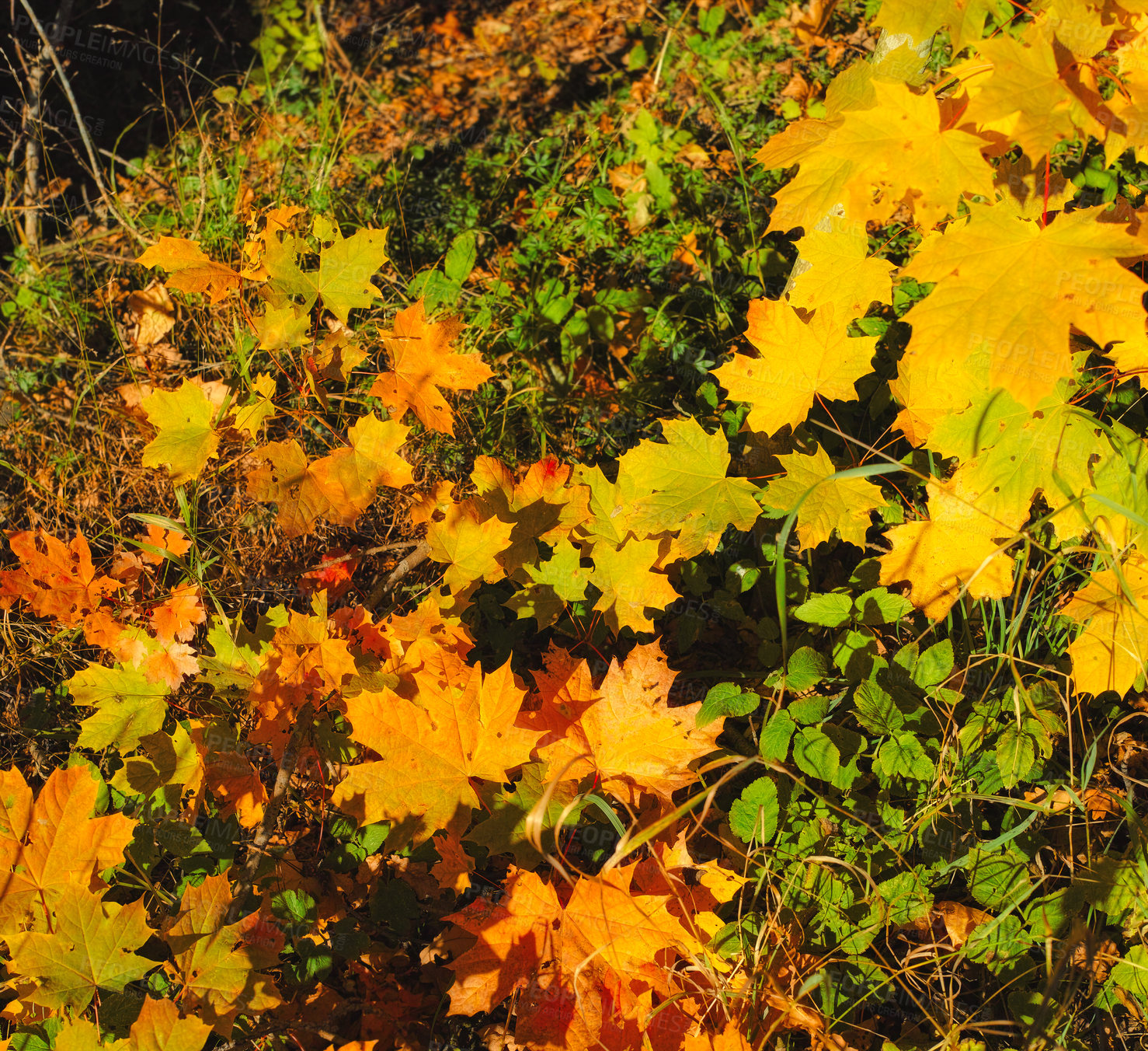 Buy stock photo Autumn - natural background