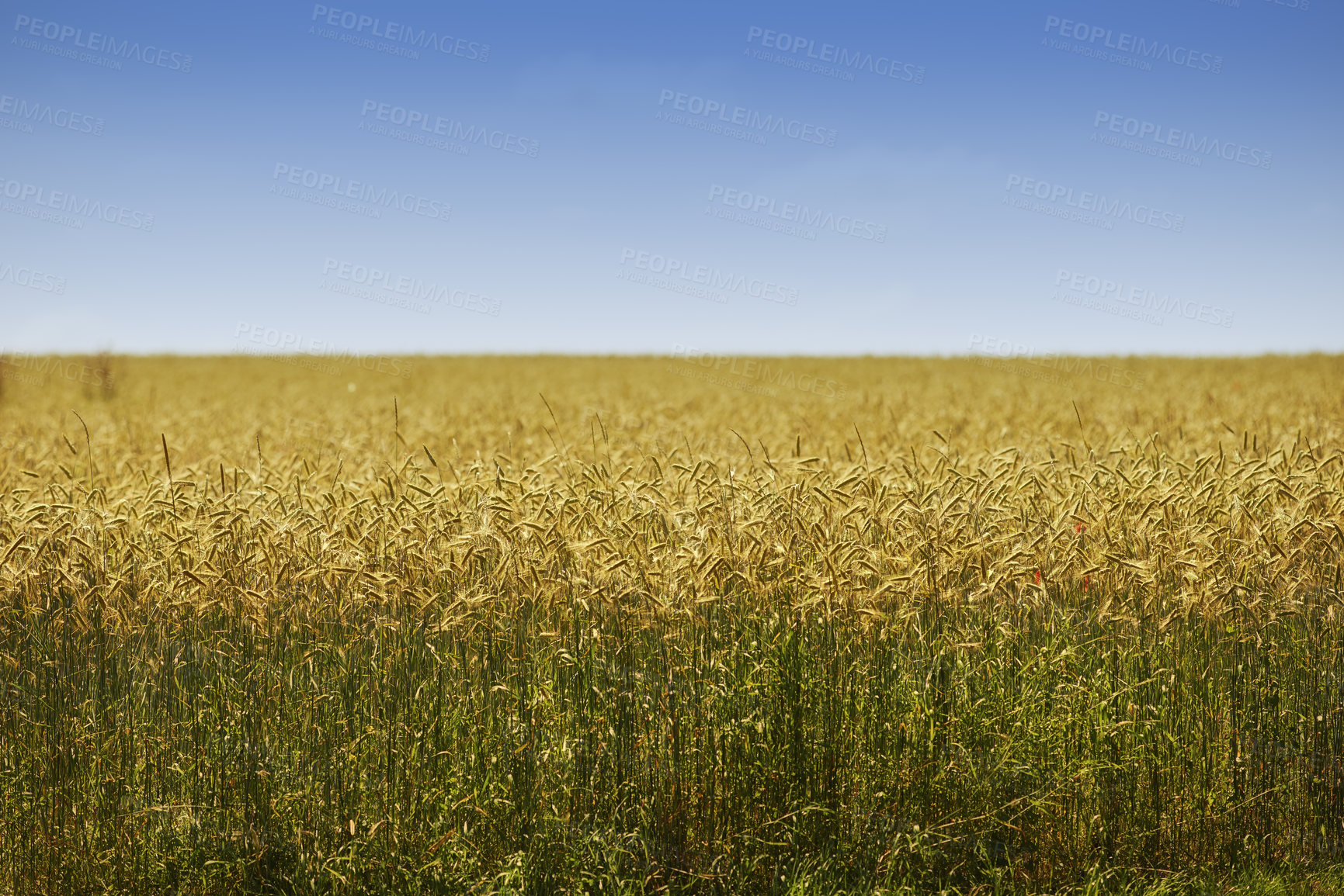 Buy stock photo Farmland ready for harvesting