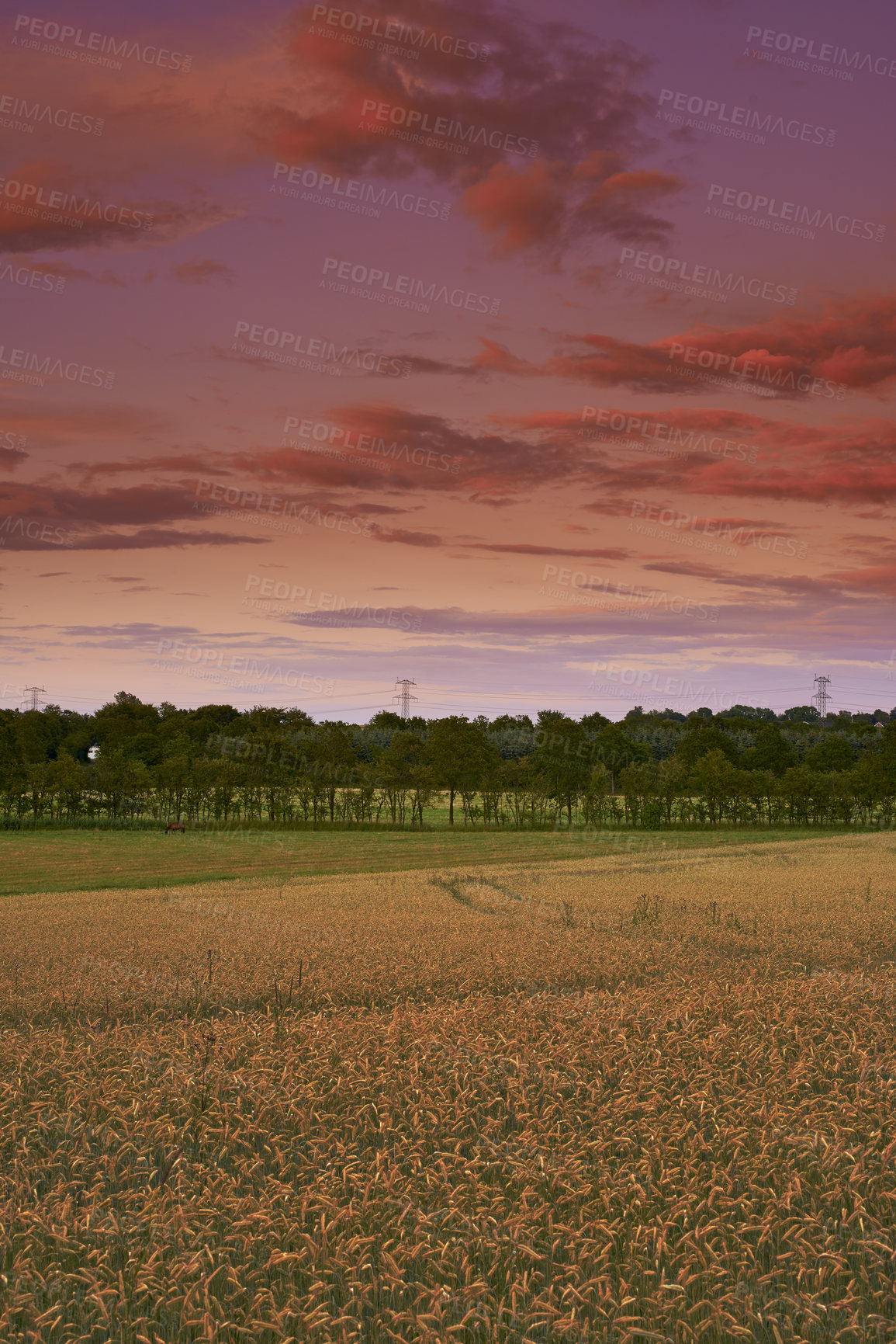 Buy stock photo Landscape view of an empty field in the harvest in summer. Secluded and remote farm for growing crop against a pink cloudy sky in the morning. Agricultural field or grassland in the countryside
