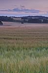 Green fields and blue skies 