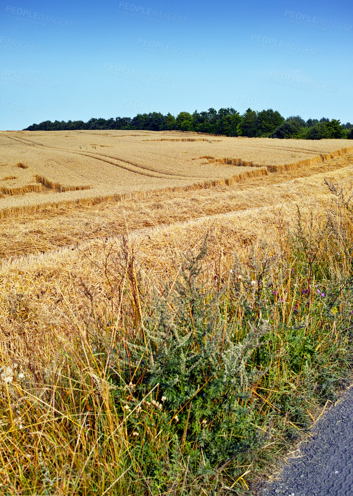 Buy stock photo Copy space barley or wheat grain growing on remote countryside farm for bread or beer production and export industry. Landscape view of sustainable local cornfield with a scenic blue sky in a meadow