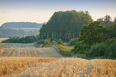 Buy stock photo Peaceful farm landscape of wheat fields in the countryside after harvest in summer. Golden straw growing in nature next to a lush forest in rural farmland outside during the day with copy space.