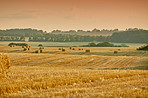 Green fields and blue skies 