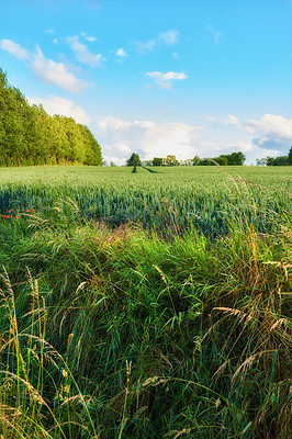 Buy stock photo A closeup of a cornfield growing corn in the countryside in summer. Empty and remote agricultural field for farming in a rural natural environment. Beautiful lush green meadow and pasture in nature