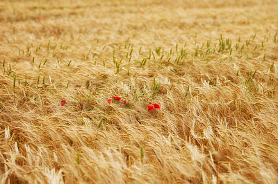 Buy stock photo A photo of a vibrant country field in harvest