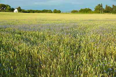 Buy stock photo Farmland ready for harvesting