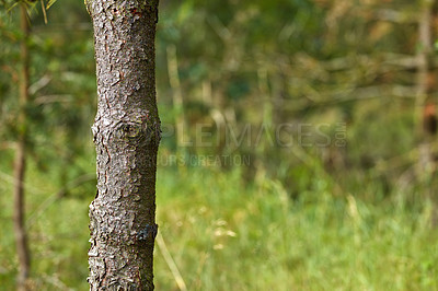 Buy stock photo Close up of a pine tree with a blurred background of grass and branches in nature. Copy space of bark on trunk in detail showing irregular rough texture. Growth and plant life in the forest. 