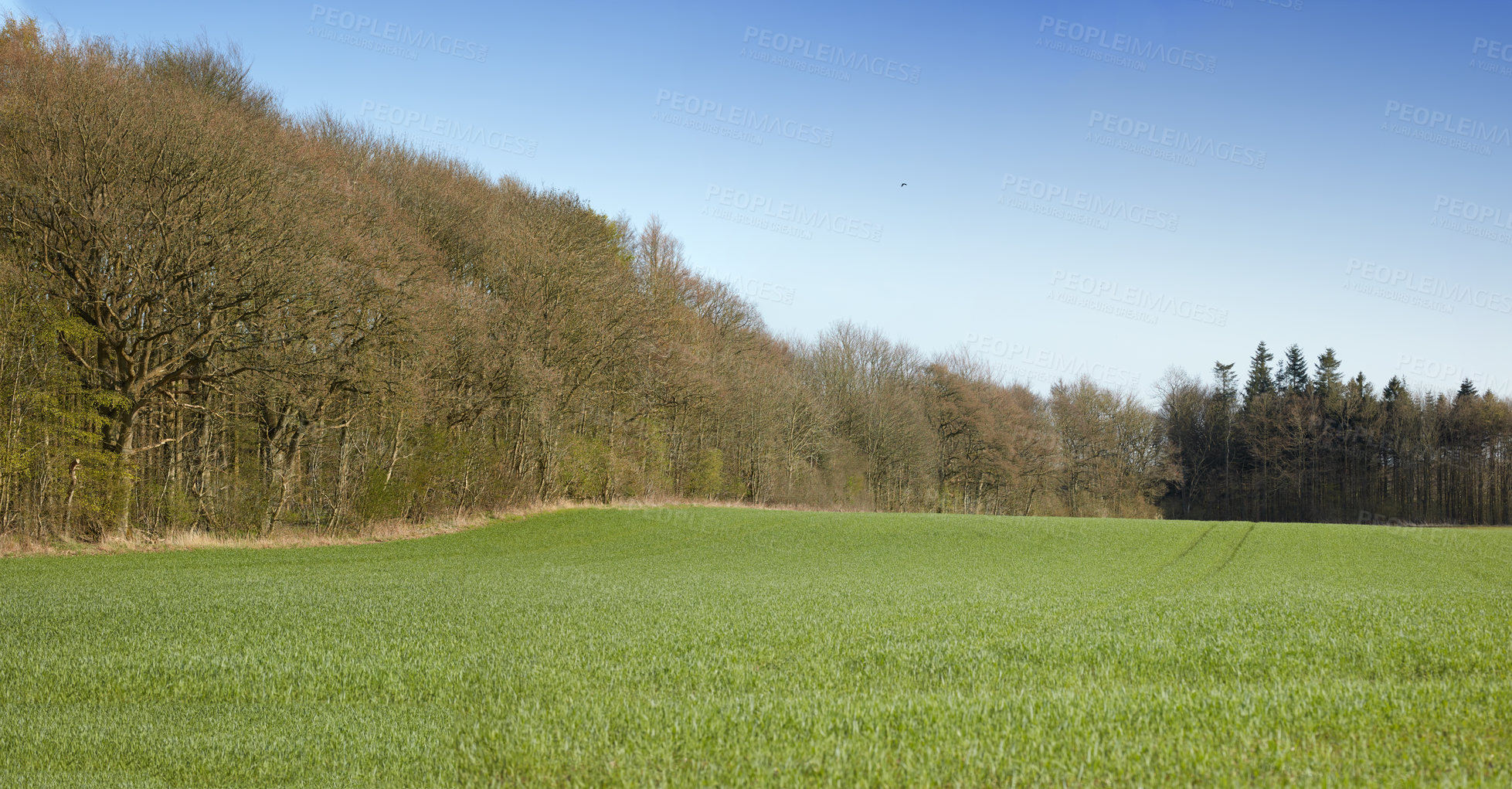 Buy stock photo Beautiful landscape of green grass and bushy trees with a blue sky background on a summer day. Lush pasture or meadow on a spring afternoon with copy space. Peaceful view of the outdoors and nature