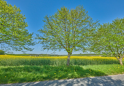 Buy stock photo Green fields and blue sky in spring and early summer