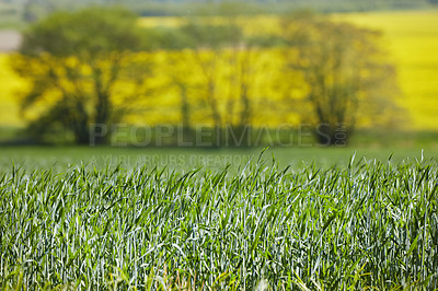 Buy stock photo Green fields and blue sky in spring and early summer