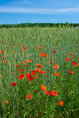 Buy stock photo A  photo of the countryside in early summer