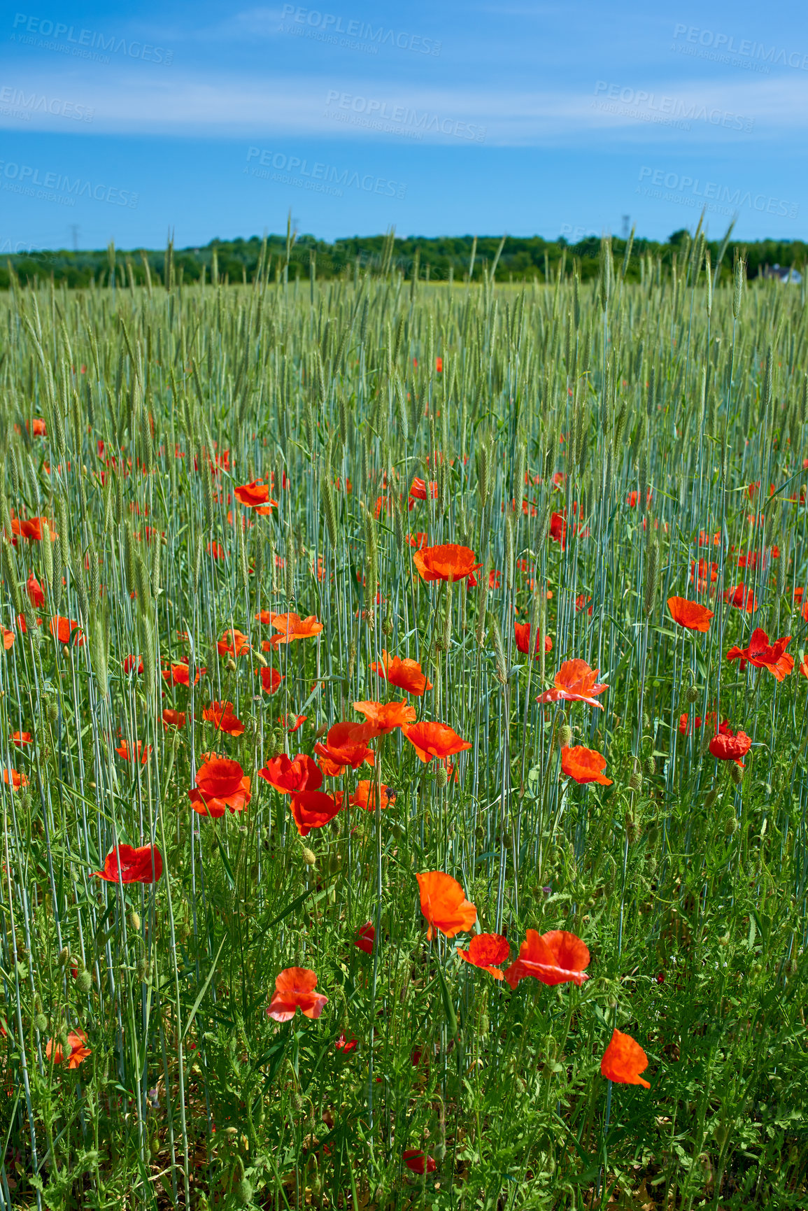 Buy stock photo A  photo of the countryside in early summer