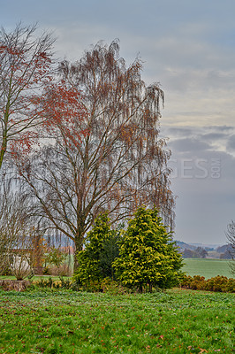 Buy stock photo Leaves start falling off trees as autumn begins in the English countryside. A grey gloomy sky contrasts the bright greenery of the grass. Open agricultural farmland with various natural elements. 