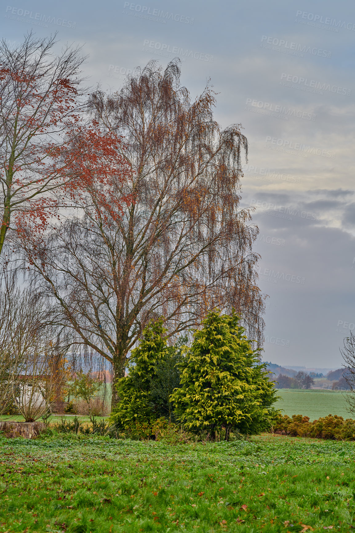 Buy stock photo Leaves start falling off trees as autumn begins in the English countryside. A grey gloomy sky contrasts the bright greenery of the grass. Open agricultural farmland with various natural elements. 