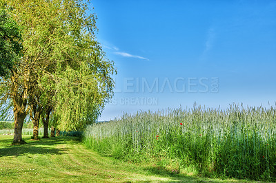 Buy stock photo Green fields and blue sky in spring and early summer