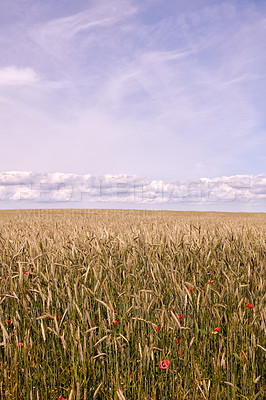 Buy stock photo Farmland ready for harvesting