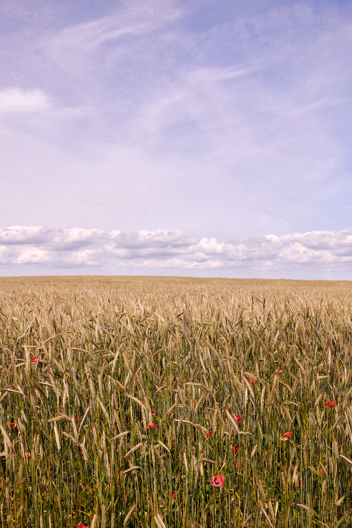 Buy stock photo Farmland ready for harvesting