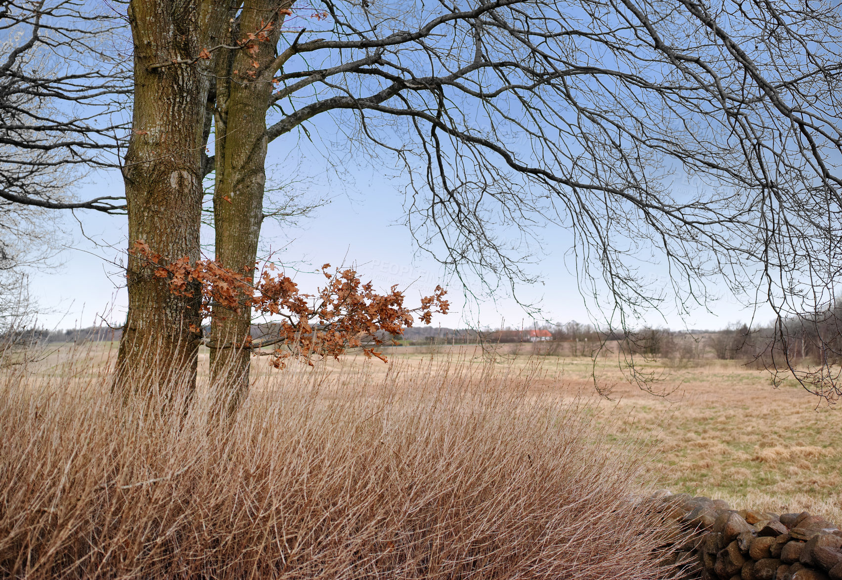 Buy stock photo A rural farm landscape of wheat fields in the countryside after harvest. Dry fields and trees growing in nature next to a peaceful village outside during the day with copy space
