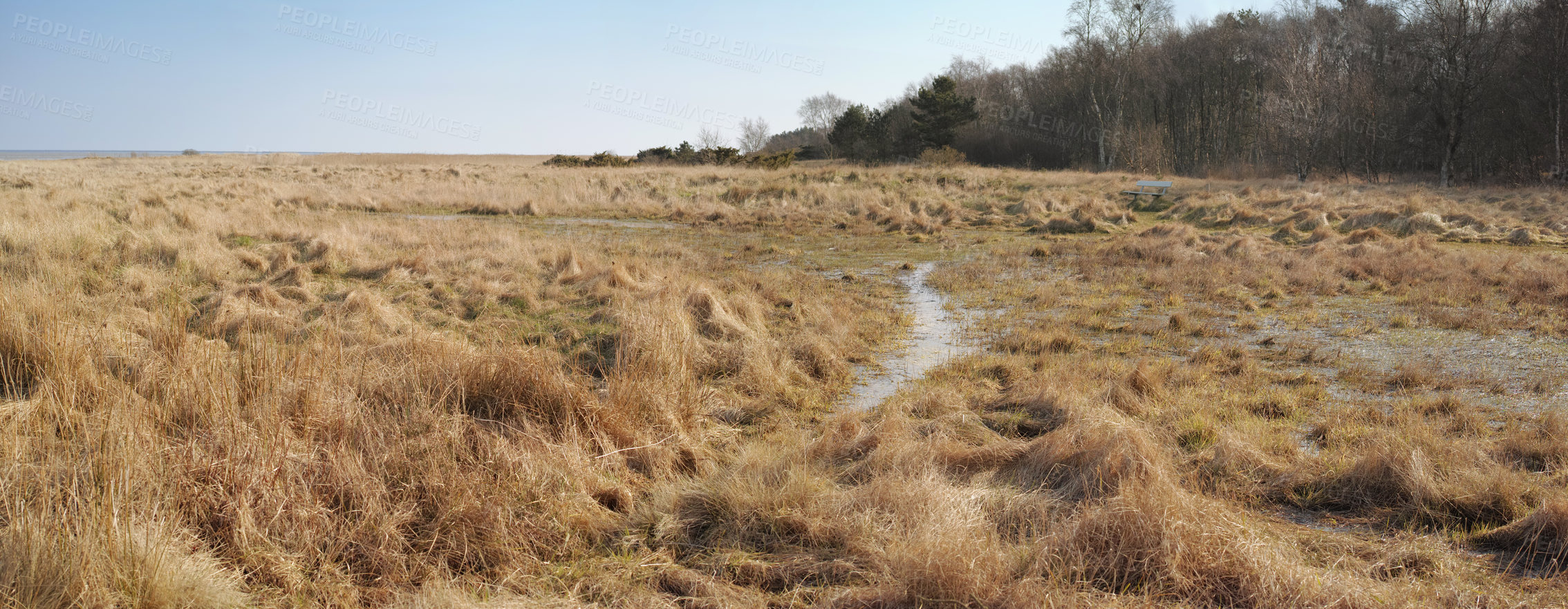 Buy stock photo Landscape of an empty and secluded uncultivated marshland against a blue sky. Swamp in a natural environment in the countryside for farming and cultivation in summer. Remote marsh setting in nature