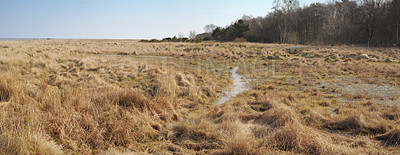 Buy stock photo Landscape of an empty and secluded uncultivated marshland against a blue sky. Swamp in a natural environment in the countryside for farming and cultivation in summer. Remote marsh setting in nature