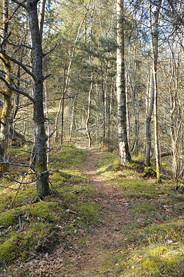 Buy stock photo Uncultivated tree forest with a trail for hiking in summer. Deserted and secluded woodland used for adventure and walking for fun in nature. Landscape view of a park in a rural natural environment