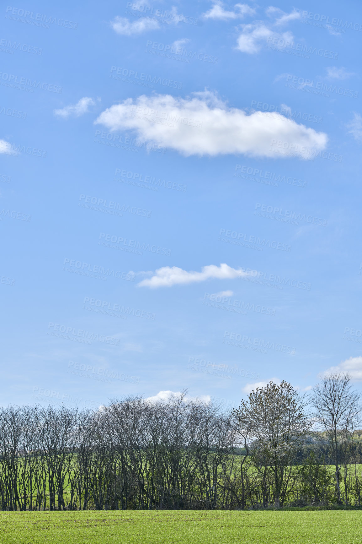 Buy stock photo Beautiful landscape of a lush green field outdoors on a peaceful summer afternoon. A row of tall trees and plants growing on endless land with cloudy blue sky copy space over a meadow on a farm