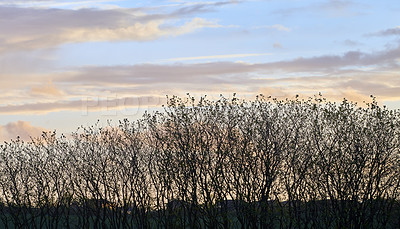 Buy stock photo Silhouette of autumn trees lined along the horizon of an empty field or countryside farm in a remote landscape in the morning. Scenic view of and background evening sky in a serene and quiet meadow