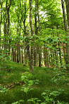 The forest in springtime - Denmark