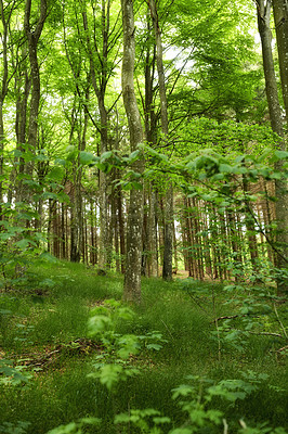 Buy stock photo Wild birch trees growing in a forest with green plants and shrubs. Scenic landscape of tall wooden trunks with lush leaves in nature at spring. Peaceful and magical views in the park, woods or jungle