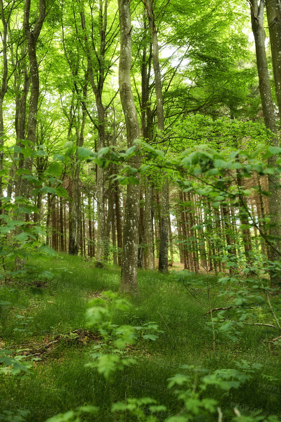 Buy stock photo Wild birch trees growing in a forest with green plants and shrubs. Scenic landscape of tall wooden trunks with lush leaves in nature at spring. Peaceful and magical views in the park, woods or jungle