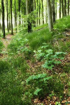 Buy stock photo Spring nature growth in a green forest. Low angle landscape of trees in remote woods with wild plants and vines growing on the ground. Beautiful foliage in an eco friendly environment