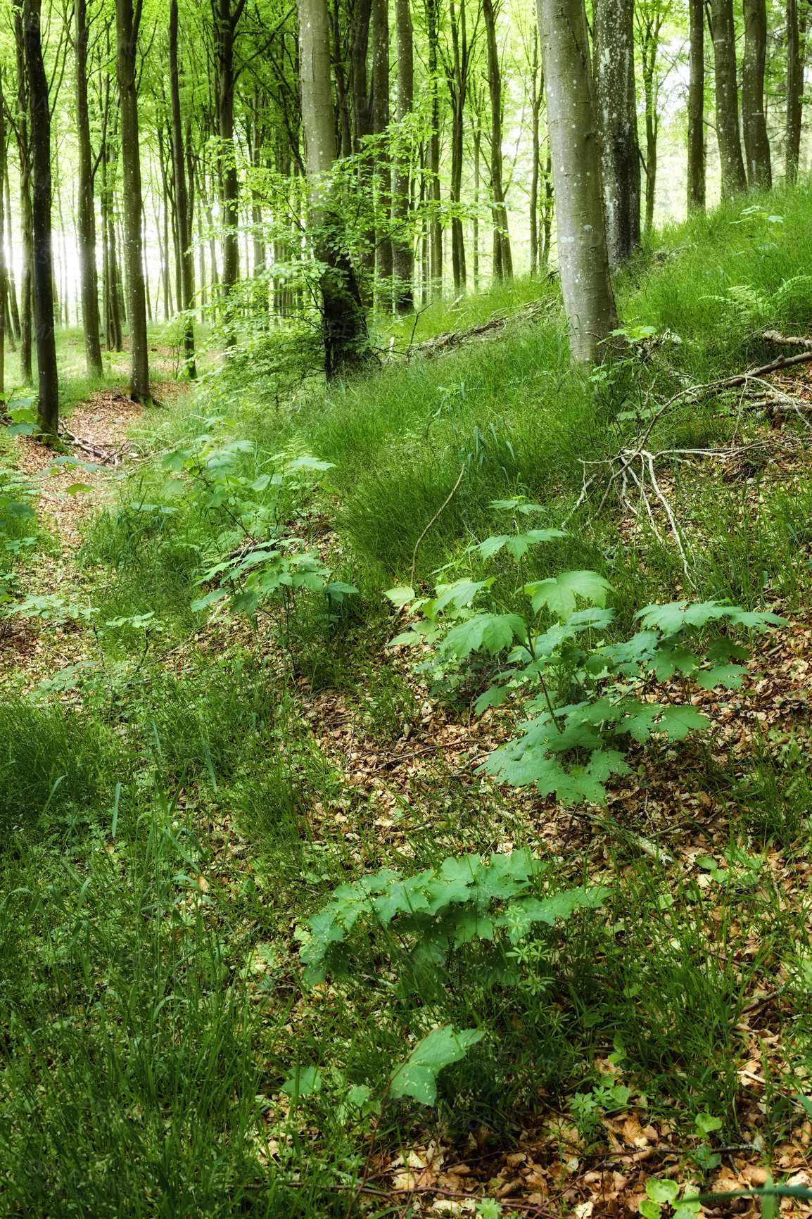 Buy stock photo Spring nature growth in a green forest. Low angle landscape of trees in remote woods with wild plants and vines growing on the ground. Beautiful foliage in an eco friendly environment