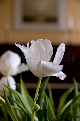 Buy stock photo A photo of beautiful in the library