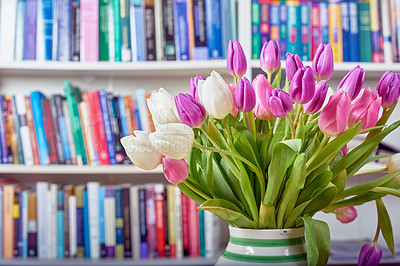 Buy stock photo Fresh white and pink tulips in a vase with a shelf of library books in the background. Closeup of beautiful and colorful bunch of flowering plants in bloom. Vibrant bouquet to brighten a reading room