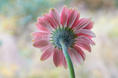 Buy stock photo Gerbera is native to tropical regions of South America, Africa and Asia. 