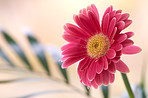 Beautiful gerbera flower